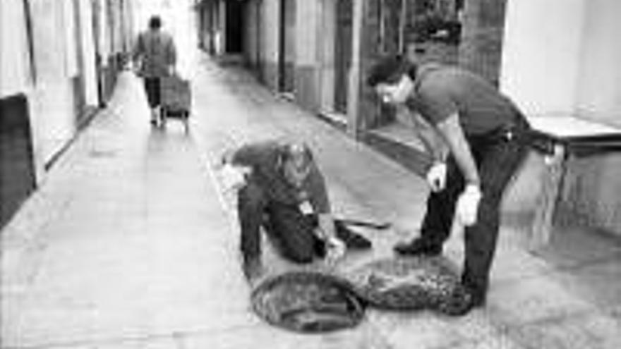 El Gurugú es el barrio con más avisos por presencia de ratas