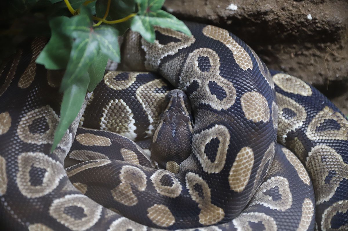 En imágenes el nuevo reptilario del zoo de Córdoba