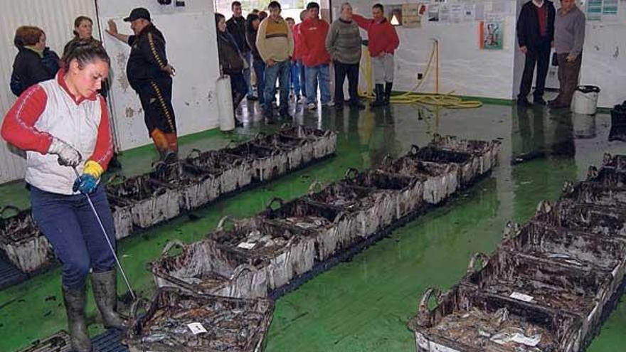 Una subasta de choco en la lonja de Cesantes.  // FdV