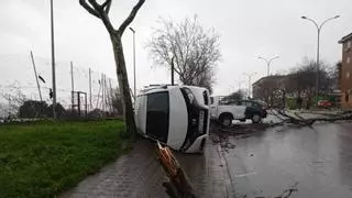 Consecuencias del tornado en la arboleda de Plasencia: más de 70 árboles afectados y daños por más de 200.000 euros