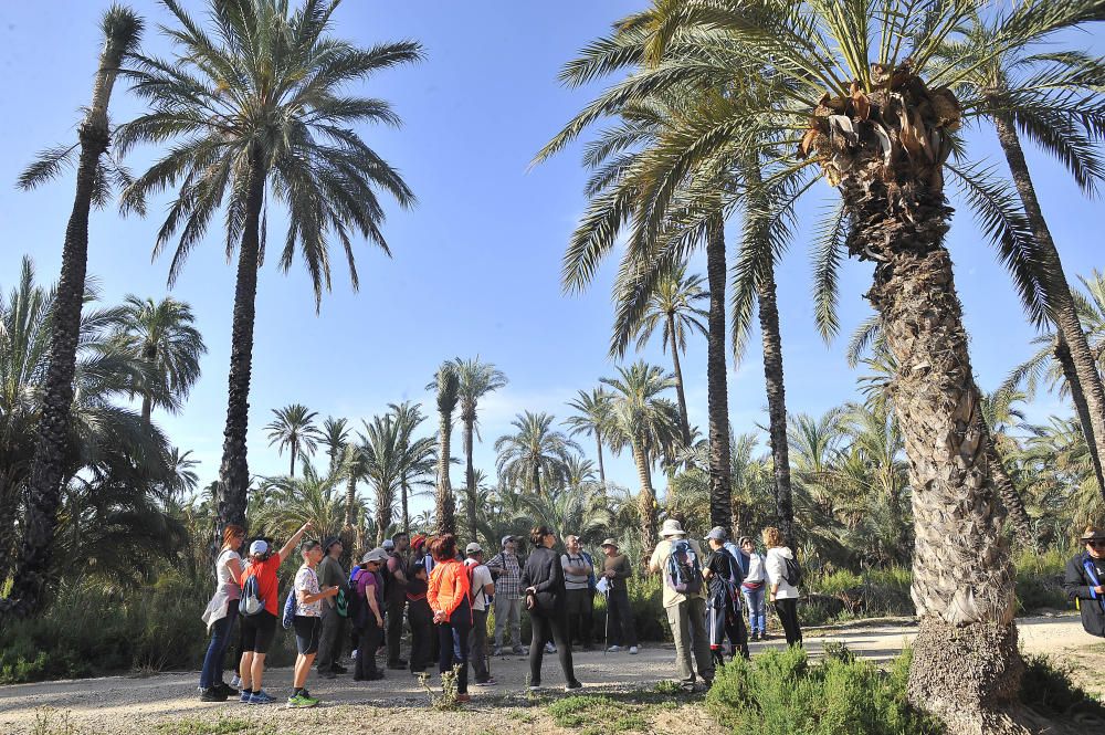 Palmeras de Elche importadas a Japón