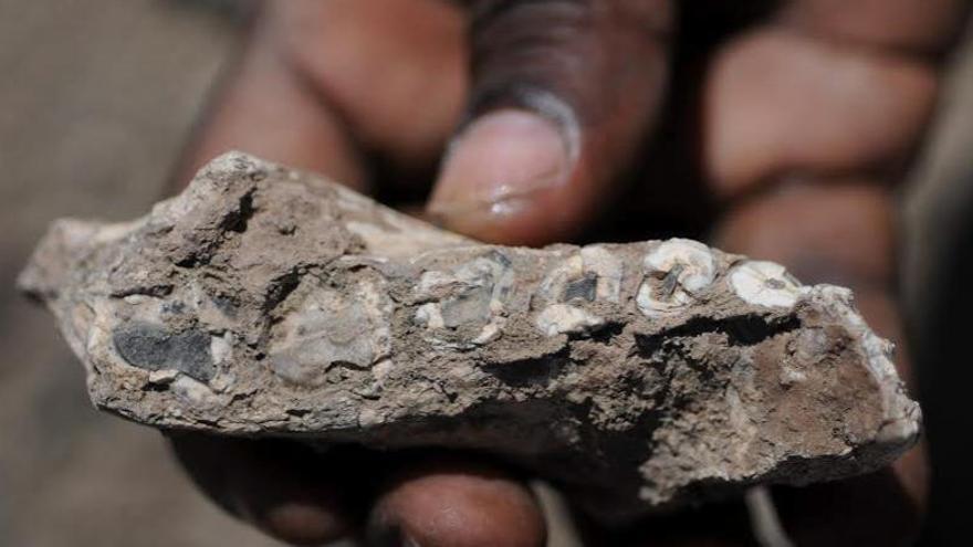 Descubren en Etiopía un coetáneo de la homínida Lucy