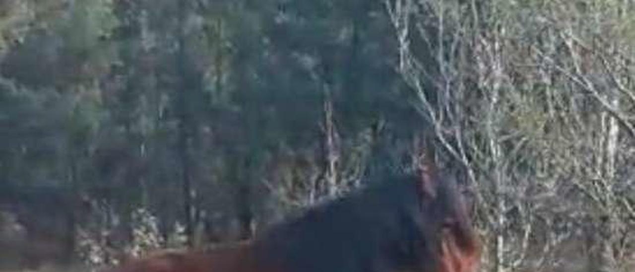 Un caballo maltratado con &quot;pexas&quot;. // Policía Local Rianxo