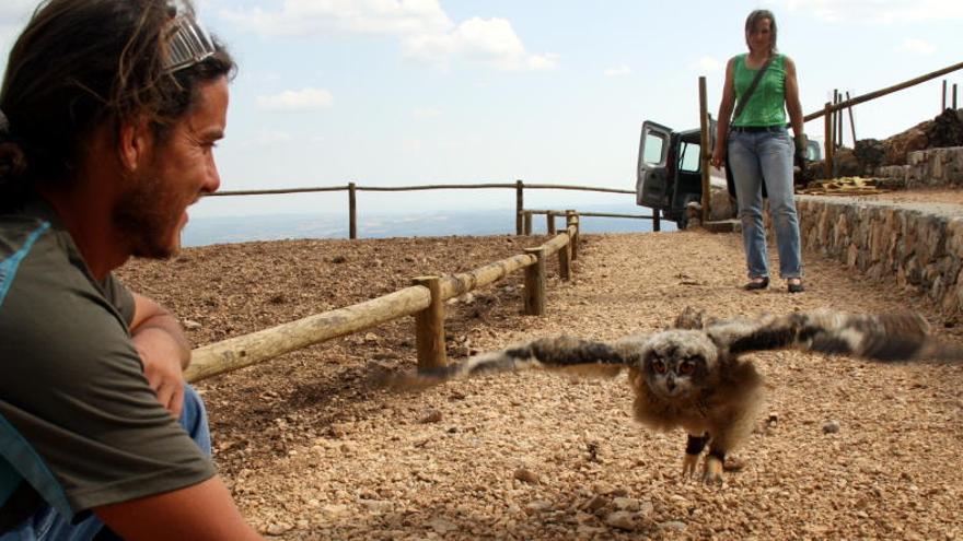 El Zoo del Pirineu ampliarà les instal·lacions amb un jardí per atraure papallones