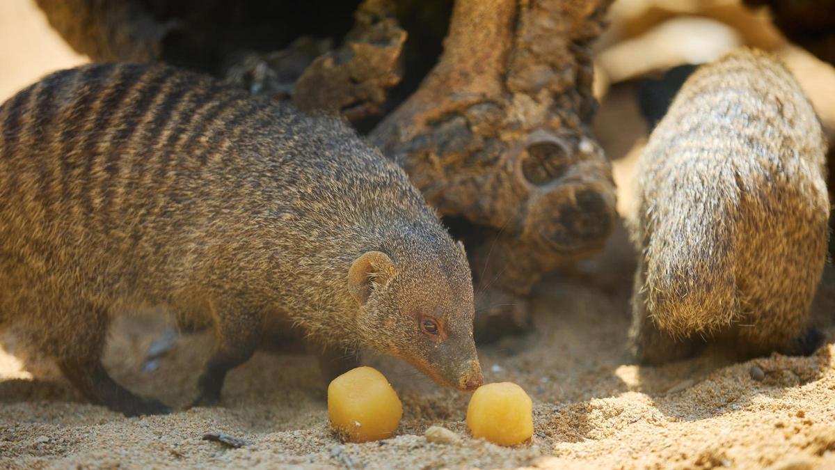 Mangostas comiendo helado para combatir el calor en el Zoo de Barcelona