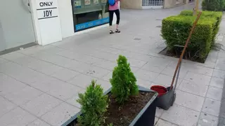 Roban una decena de thujas recién plantadas en una céntrica calle de Alzira
