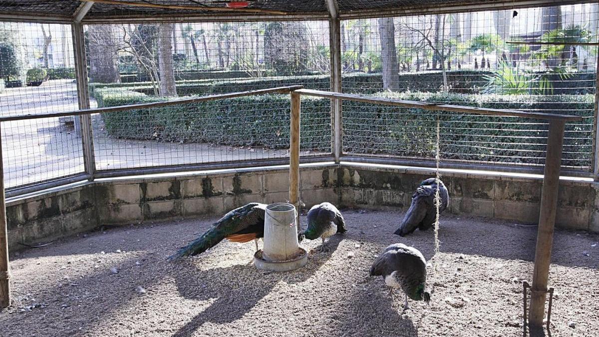 Els paons, tan fotografiats per molts gironins, a la gàbia dels jardins de la Devesa.