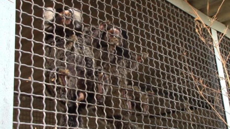 La Guardia Civil recuperó 25 monos tití que iban a ser vendidos en el mercado negro