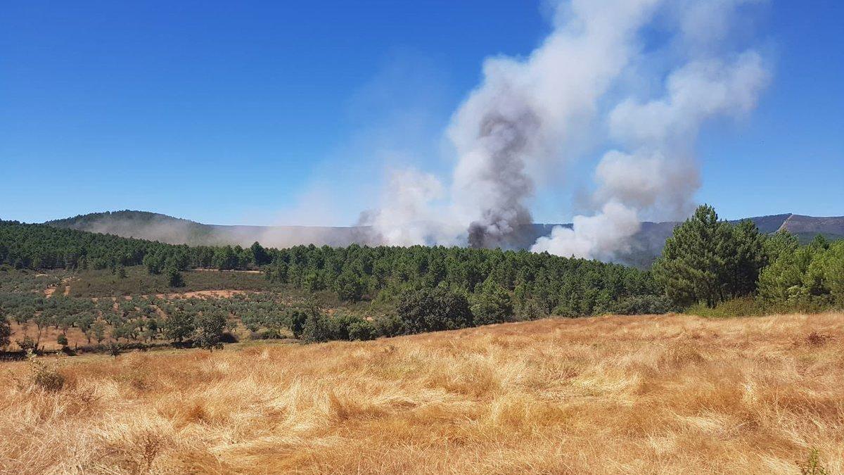 Declarado un incendio en una zona de pinar de Valverde del Fresno