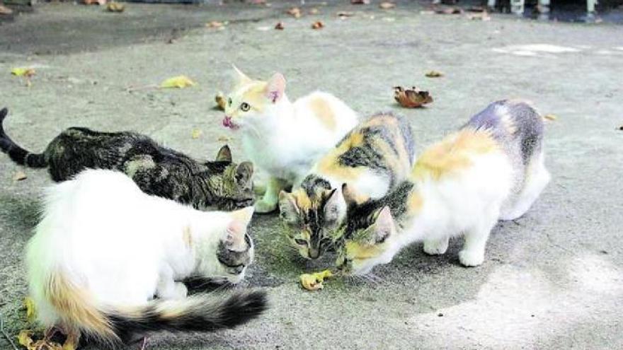 Canarias permitirá cazar perros y gatos asilvestrados hasta septiembre