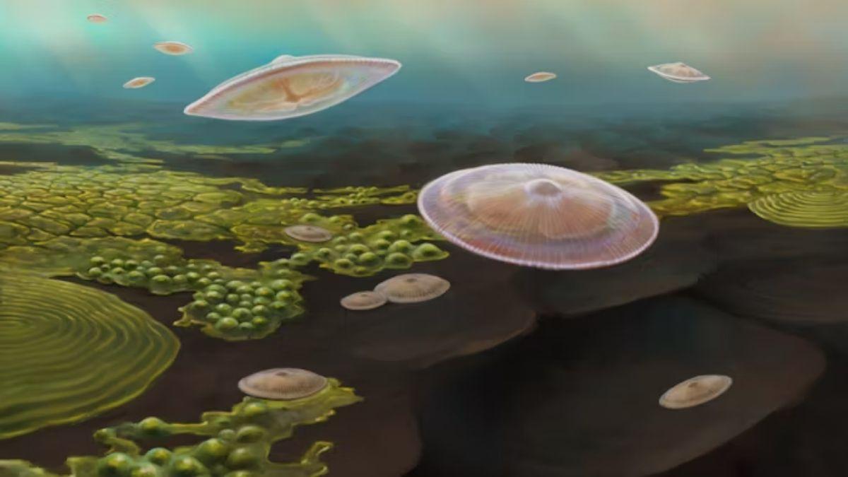 Recreación artística de medusas nadando en un mar poco profundo: estos macrofósiles lobulados vivieron hace 2,1 mil millones de años en un mar interior creado por la colisión de dos continentes.