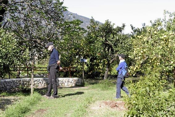 Auf der biologischen Zitrus-Plantage Ecovinyassa in Sóller ziehen die weißen Blüten nicht nur Bienen an.