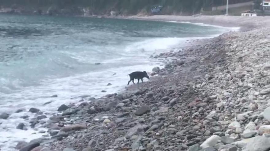 Un jabalí se da un chapuzón en Cudillero