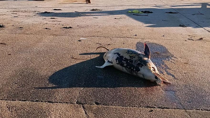 Un delfín muerto en el muelle de Aldán.