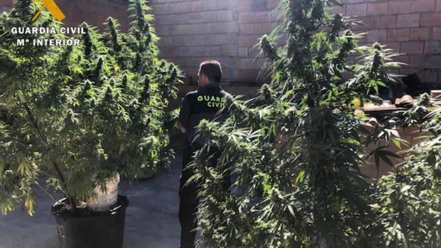 La Guardia Civil desmantela tres plantaciones de marihuana en Benamejí