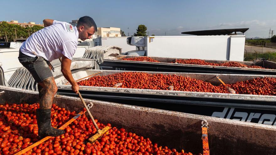 Cuenta atrás para la Tomatina de Buñol: los tomates, preparados