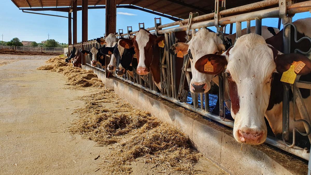 Crisis en el sector lácteo de Mallorca: las ventas de leche caen un 20%