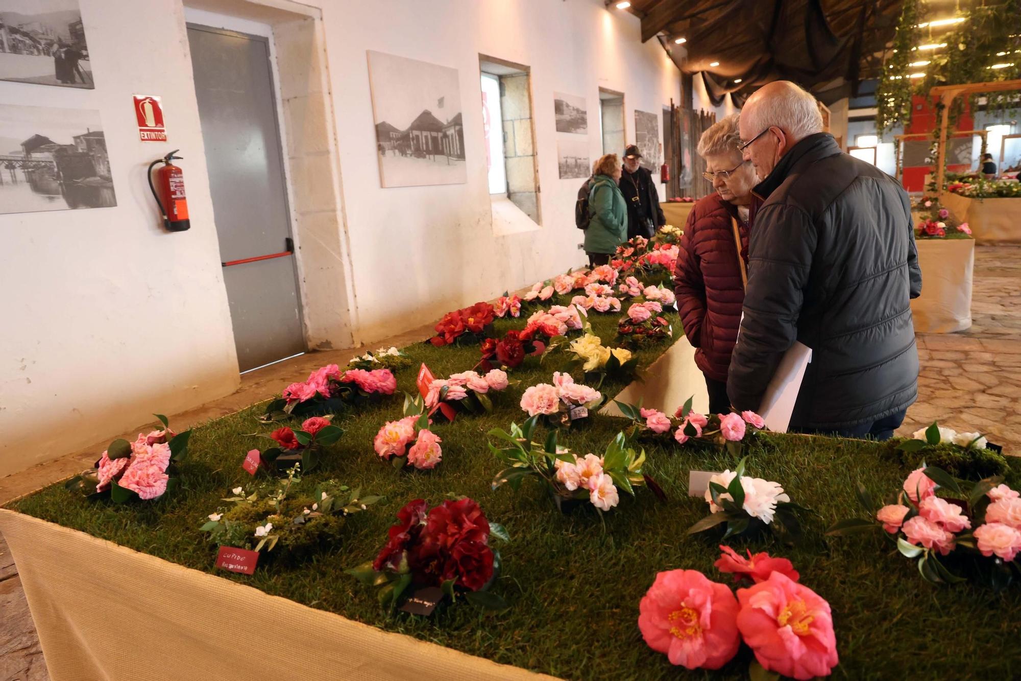 Así fue la 59 exposición internacional de la camelia, en Vilagarcía.