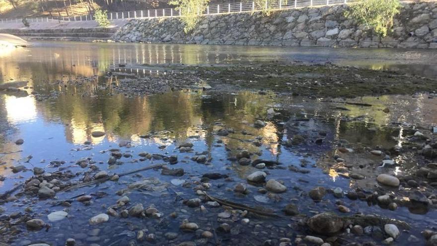 Cauce del río Segura a su paso por Cieza que apenas lleva caudal de agua.