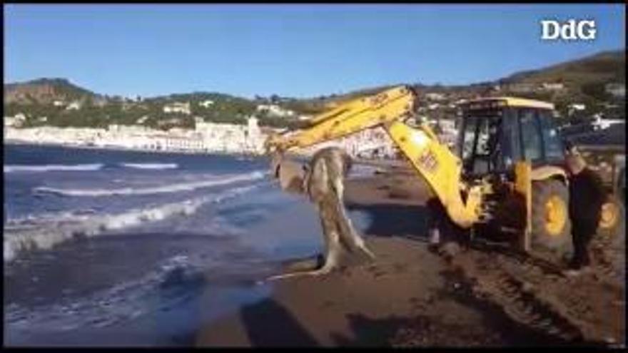 Sorpresa al Port de la Selva per unes restes animals a la platja