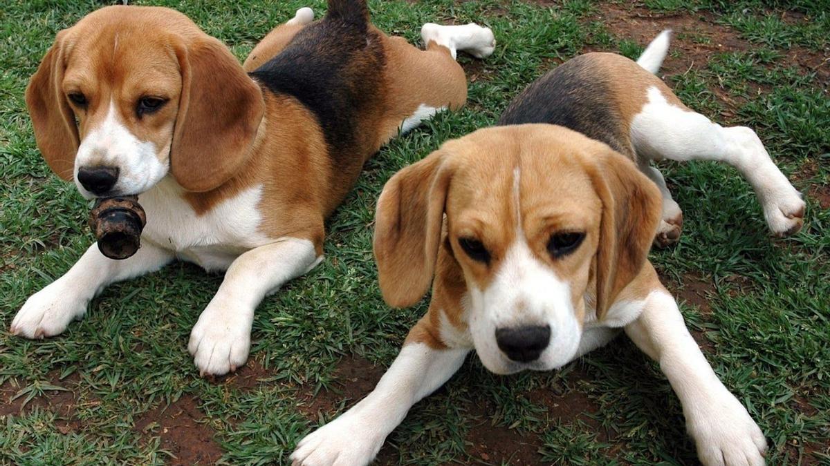Liberan a 4.000 perros Beagle en EEUU destinados a experimentación médica