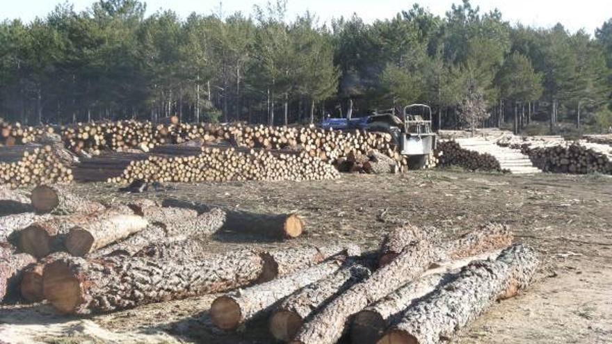 Corta de Madera en un monte de Ferreras de Arriba.