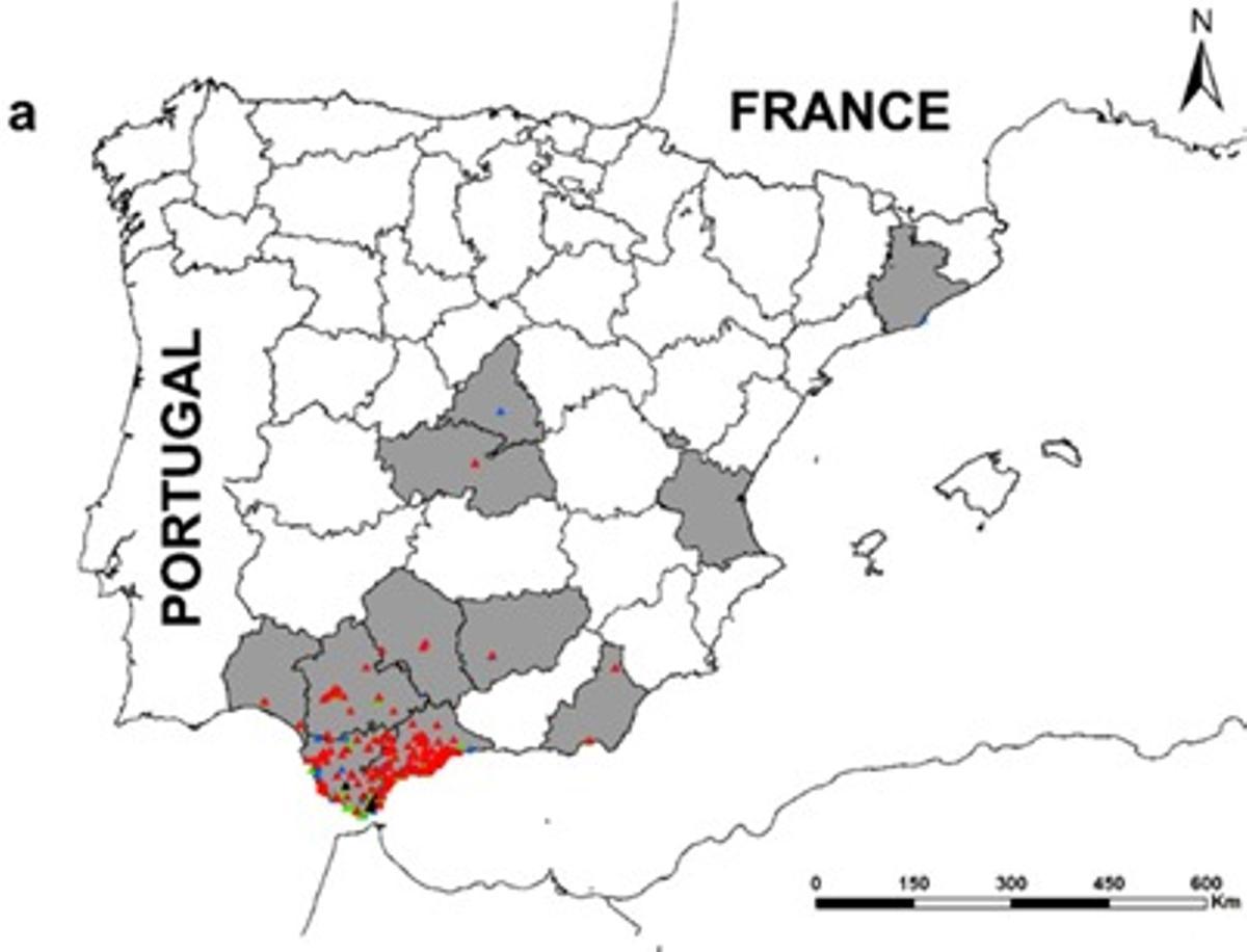 Expansión del avispón oriental | Los colores indican el año del registro hasta 2021 (negro), 2022 (azul), 2023 (verde) y 2024 (rojo).