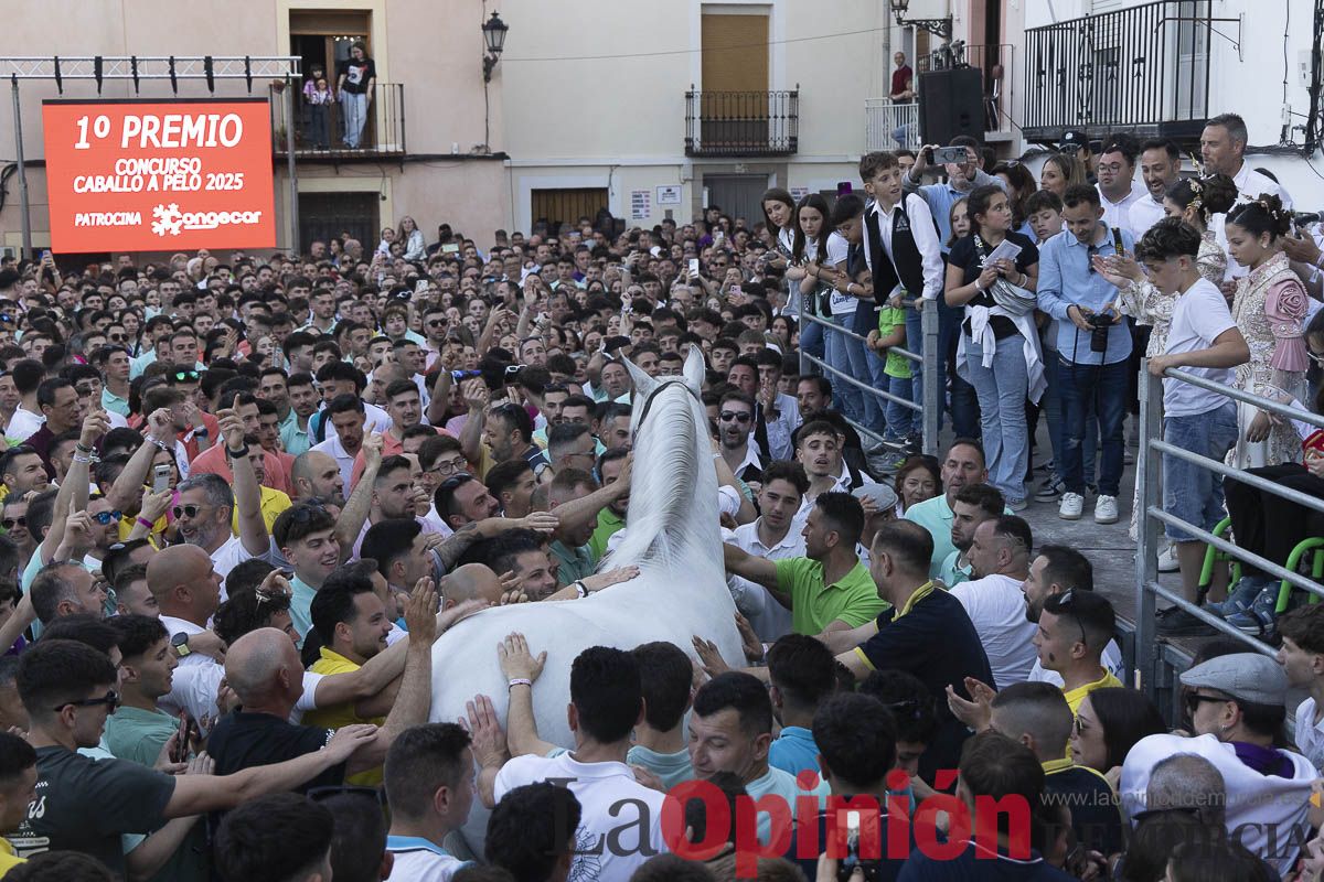 Fiestas de Caravaca | Entrega de premios del concurso morfológico