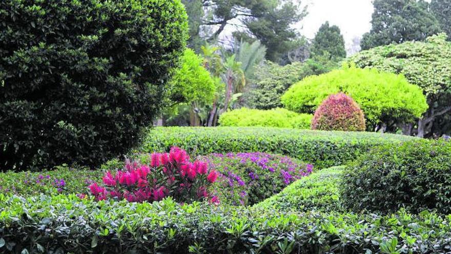 Pflanzenwelt auf Mallorca: Die Blüten des „Callistemon“ sind üppig und spektakulär