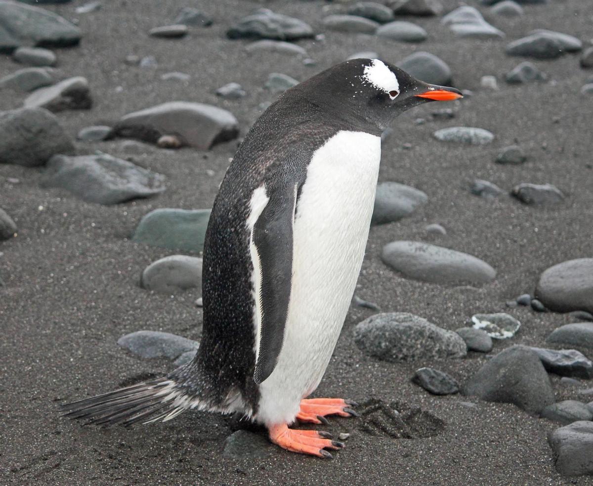 Pingüino Juanito