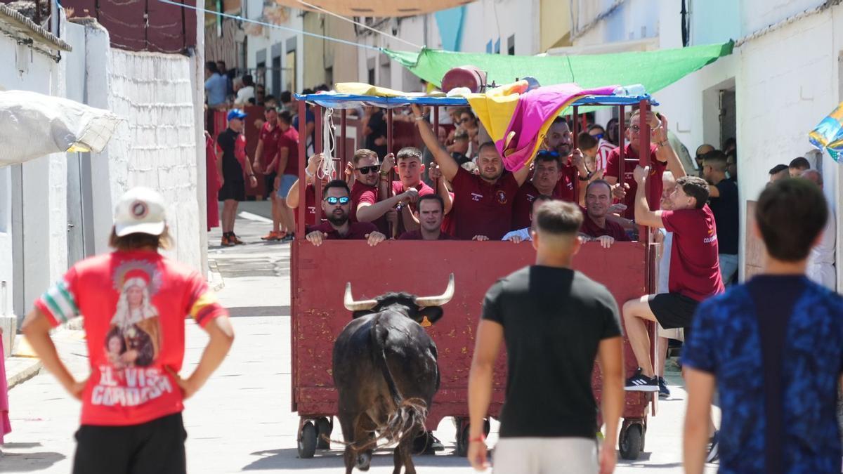 Un grupo de jóvenes cita a un novillo durante los encierros de El Viso del año pasado.