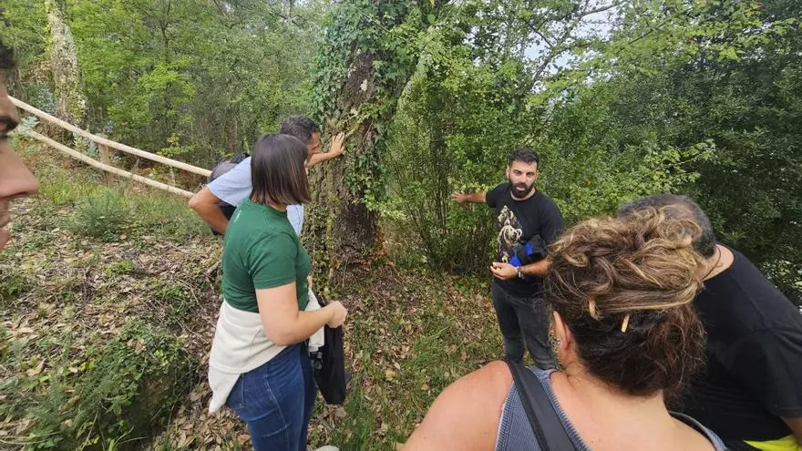 Moaña «descubre» un singular bosque mediterráneo en el castro de Montealegre