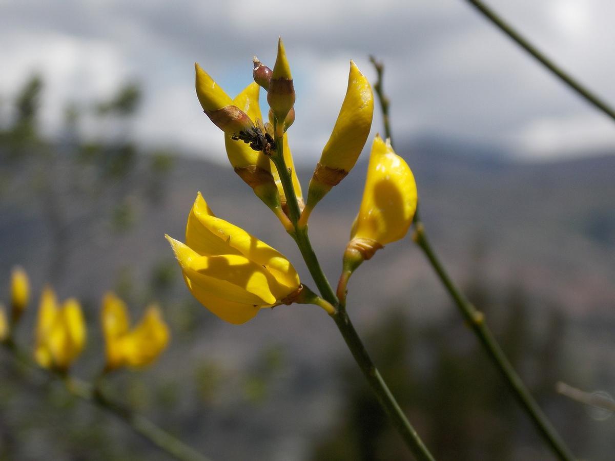 La ginesta tiene unas llamativas flores amarillas.