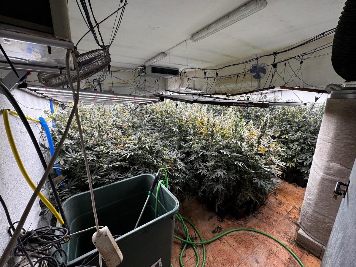 Las plantas intervenidas habían alcanzado un gran tamaño.