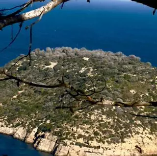 No quedan pinos en l’Illa del Portitxol: todos se han secado