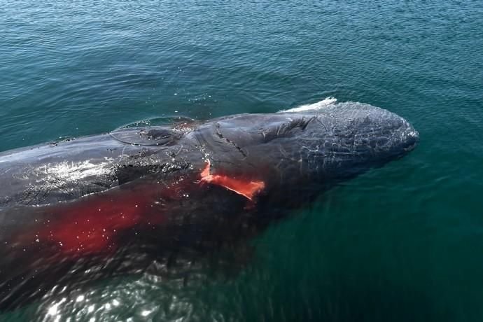 TELDE  13-03-19   TELDE. Localizan a una ballena cachalote hembra de nueve metros muerta flotando en la costa de Telde, la cual fue trasladada hasta el muelle de Taliarte a la espera de sus traslado al vertedero de Juana Grande donde le practicaran la necropsia. FOTOS: JUAN CASTRO