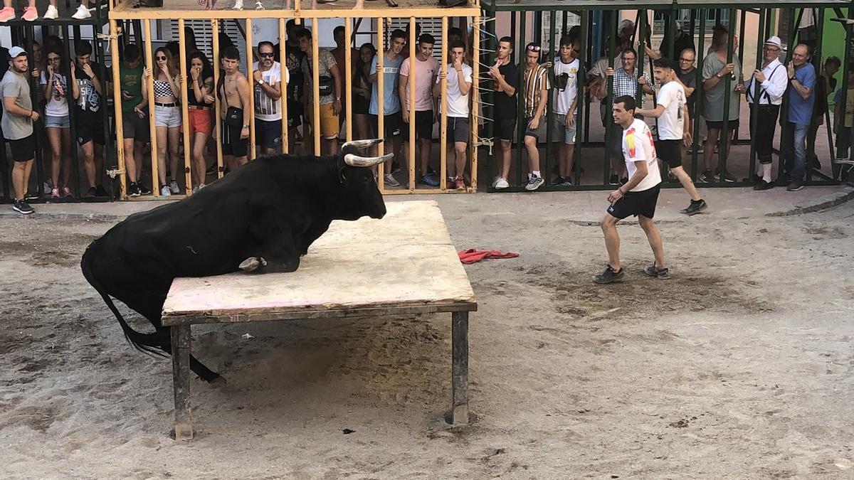 Las fiestas incluyen numerosos encierros y exhibiciones taurinas repartidas entre sus jornadas.