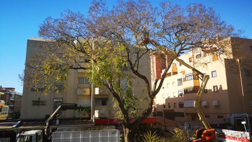 La jacaranda que está siendo talada, en mitad del Paseo de Sancha.