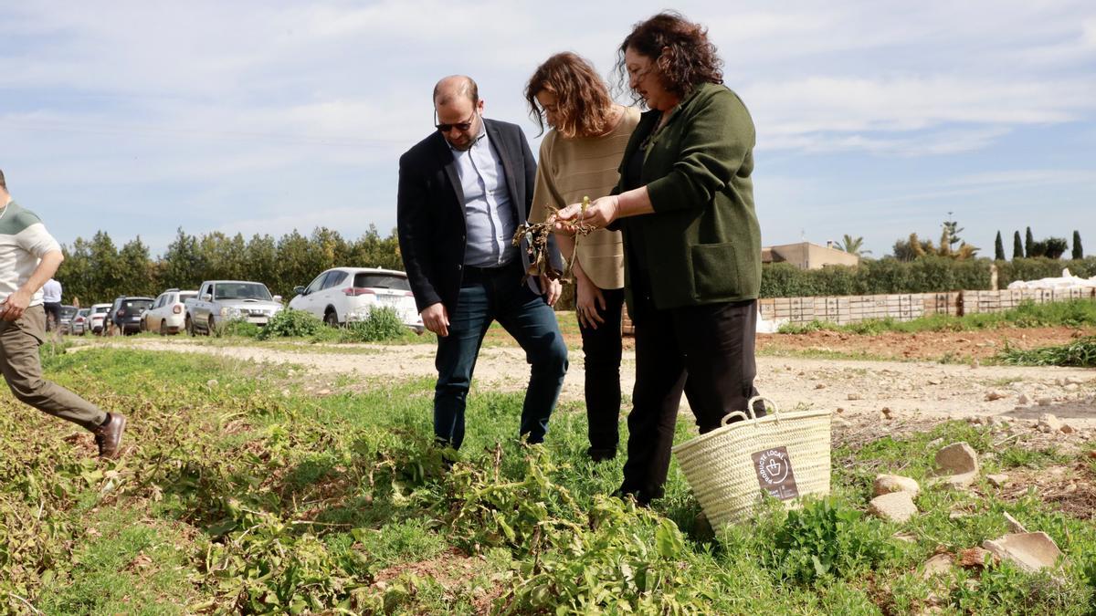 Miquel Mir, Francina Armengol y Mae de la Concha observan los daños de la borrasca sobre las patatas, este lunes en sa Pobla.