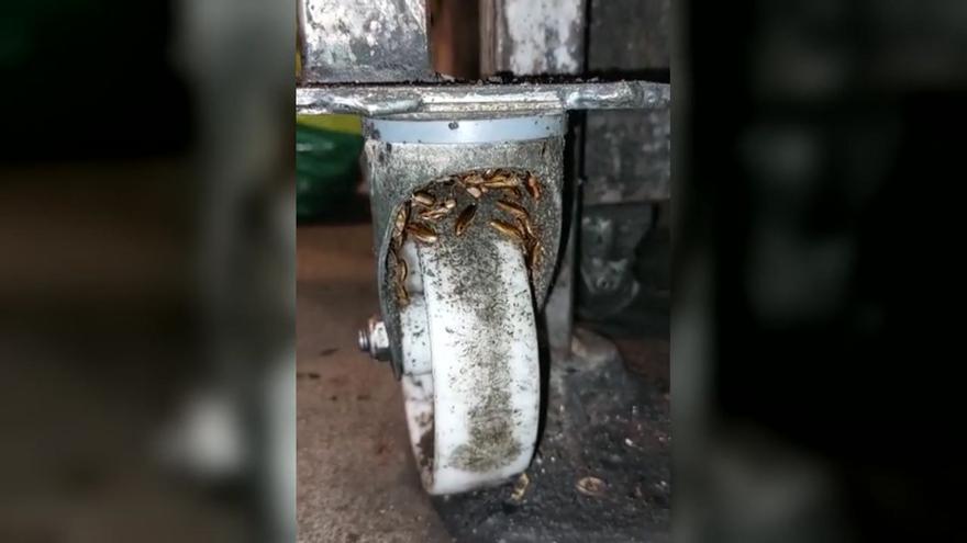 Cucarachas en las ruedas de una barbacoa