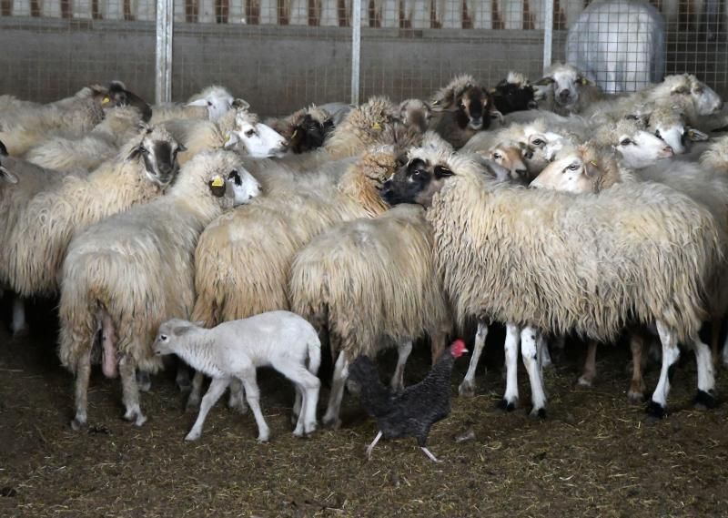 15/03/2019 TELDE.  Granja en la costa de Telde, donde unos perros matarón a una veintena de ovejas. Fotografa: YAIZA SOCORRO.  | 15/03/2019 | Fotógrafo: Yaiza Socorro