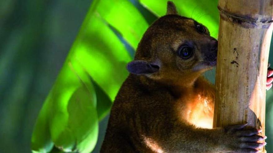 Mundomar estrena temporada con una nueva especie, los Kinkajous