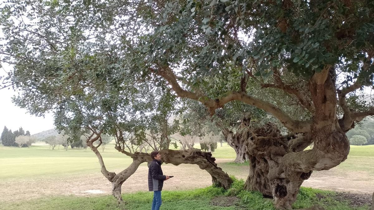 Un impresionante algarrobo del campo de golf de la Sella