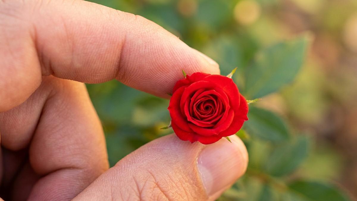 Una rosa de pitiminí.