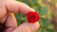 Les roses de pitiminí: una opció per regalar per Sant Jordi
