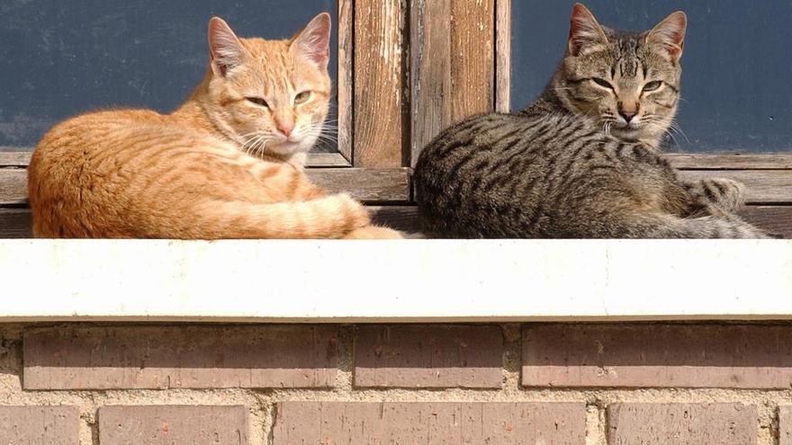 Dos gatos al sol.