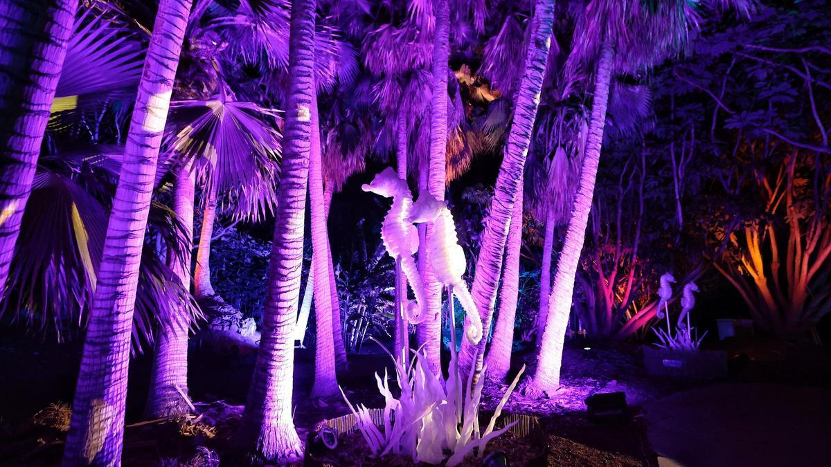 Naturaleza Encendida oferta un viaje al fondo del mar sin salir del Palmetum