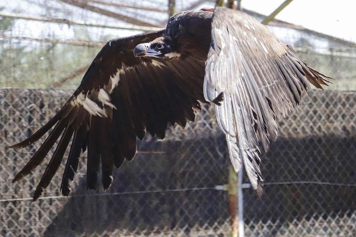El Centro de recuperación de especies amenazadas de Córdoba, en imágenes