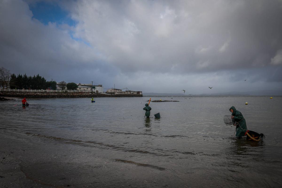 Mariscadoras en Vilaxoán (Vilagarcía).