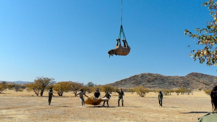 Rinoceronte en pleno vuelo de traslado a otro territorio.